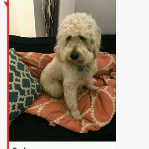 Meet your Posher, Andrew